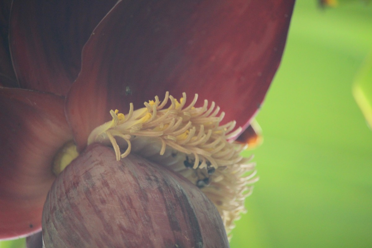 Musa balbisiana Colla